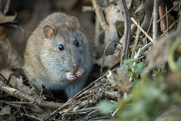 surmulot vu de près dans la nature